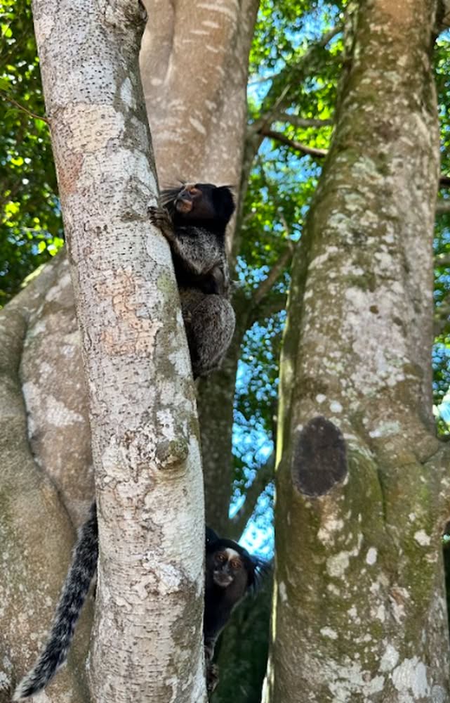 Captura de tela 2026-04-01 174903a